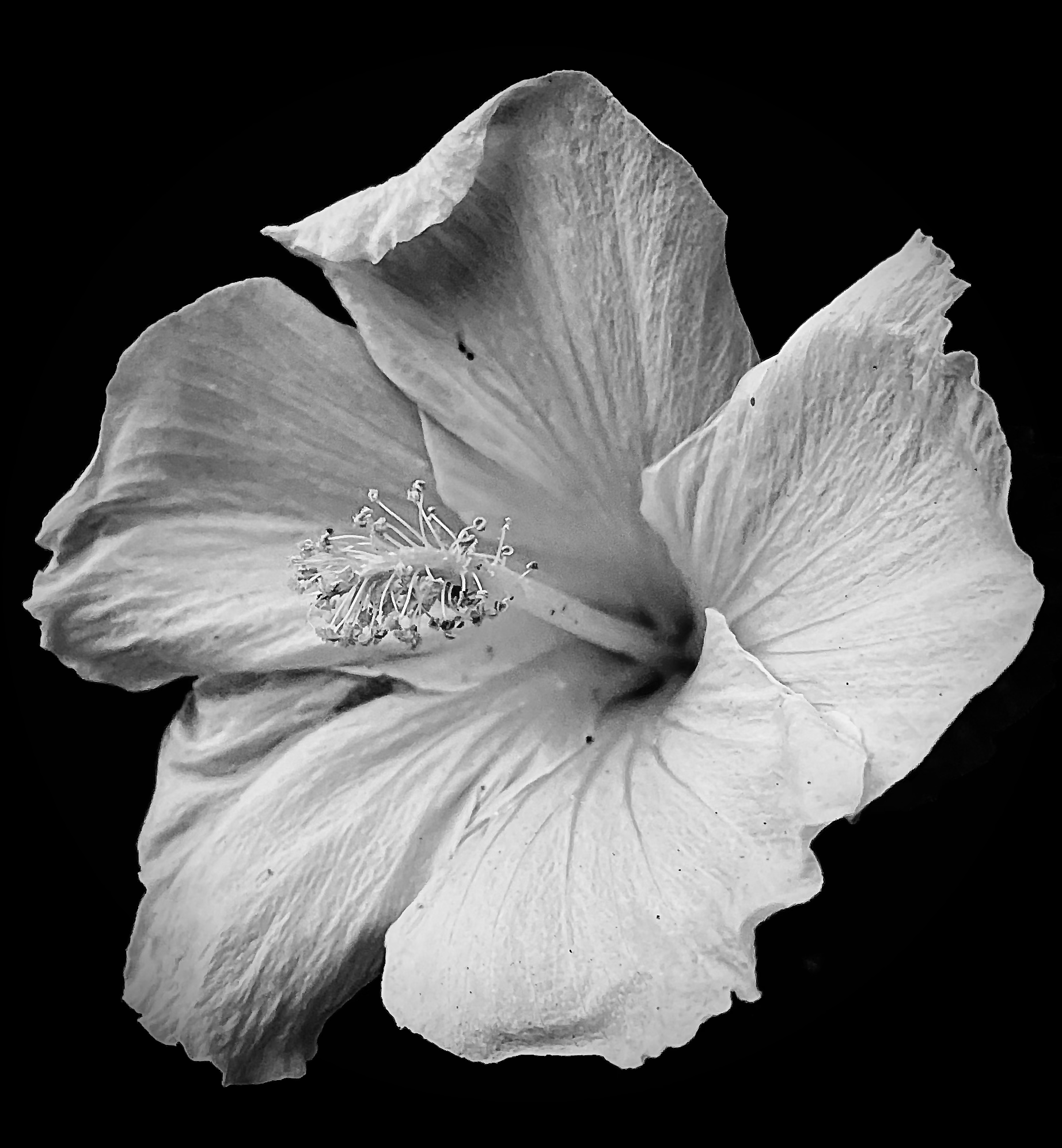 Photograph by Todd Broadrick